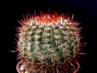 Notocactus floricomus var. rubrispinus